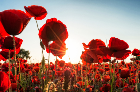 Picture no: 12912685 Poppies Dream Created by: Nordbilder