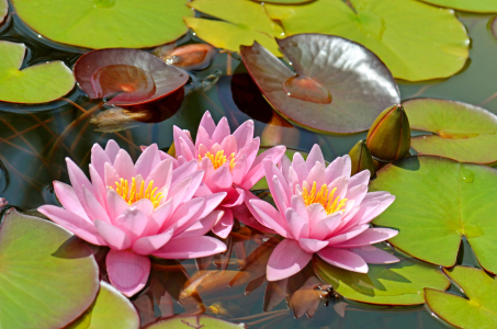 Picture no: 12913966 Seerosen Created by: Atteloi