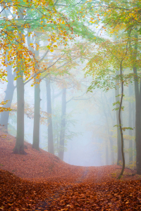 Picture no: 12916435 Herbstlicher Waldweg im Nebel Created by: Martin Martin Wasilewski