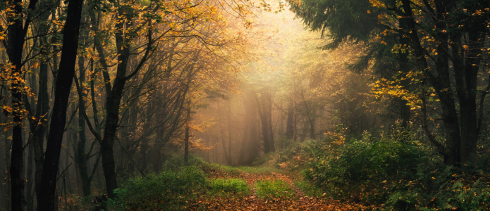 Picture no: 12916746 Verträumte dramatische Herbstlandschaft im Wald Created by: Smileus