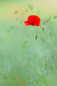 Picture no: 12918608 Mohnblüte Created by: Daniela Beyer