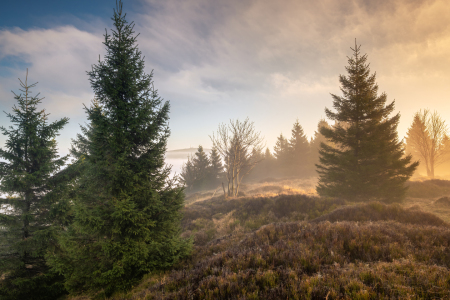 Picture no: 12918805 Etwas Brocken  Created by: Steffen Henze