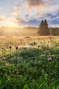 Picture no: 12923734 Sommermorgen im Erzgebirge Created by: Daniela Beyer