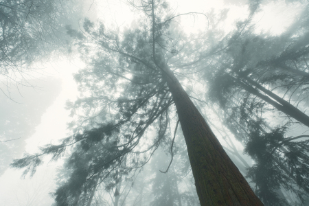 Picture no: 12928810 Redwood Baum im Nebel bei kühlen Winterlicht Created by: Smileus