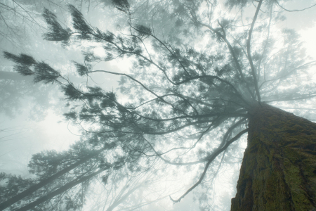 Picture no: 12932918 Redwoodbaum im Winter bei Nebel Created by: Smileus