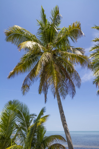 Picture no: 12933770 Palmen und Meerblick  Created by: Melanie Viola