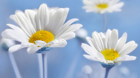 Picture no: 12935419 Margeriten Created by: Atteloi