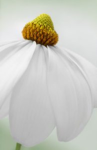 Picture no: 12936600 Sonnenhut Created by: Atteloi