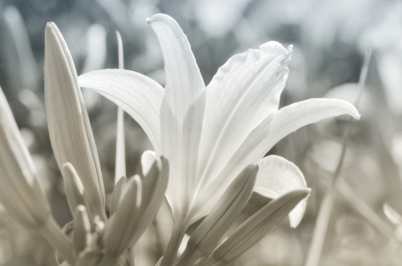 Picture no: 12937565 Lilie Created by: Atteloi