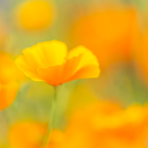 Picture no: 12938023 Augustgold - Kalifornischer Goldmohn Iim Quadrat Created by: Daniela Beyer