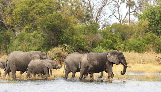 Picture no: 12938128 Elefanten im Okavango Delta Created by: DirkR