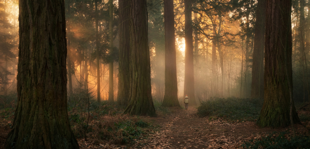 Picture no: 12939249 Goldenes Sonnenlicht bei Nebel im Redwood-Wald Created by: Smileus