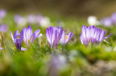 Picture no: 12939362 Alpenkrokus im Gegenlicht Created by: SusaZoom