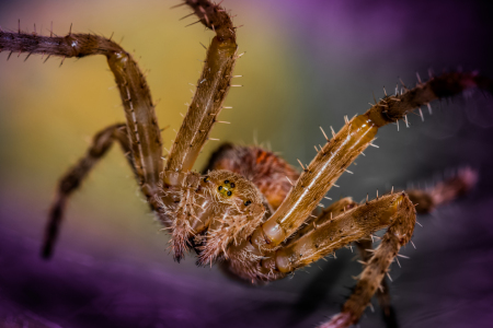 Picture no: 11692778 Kreuzspinne Created by: Richard-Young