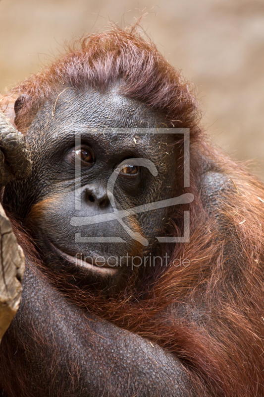 freely selectable image excerpt for your image on Door Foil