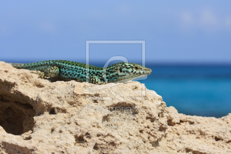 freely selectable image excerpt for your image on Door Foil