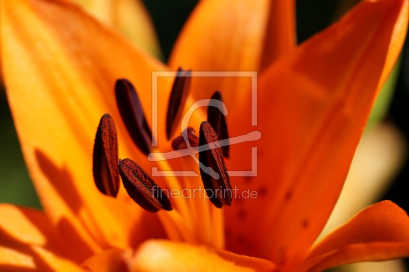 freely selectable image excerpt for your image on Door Foil