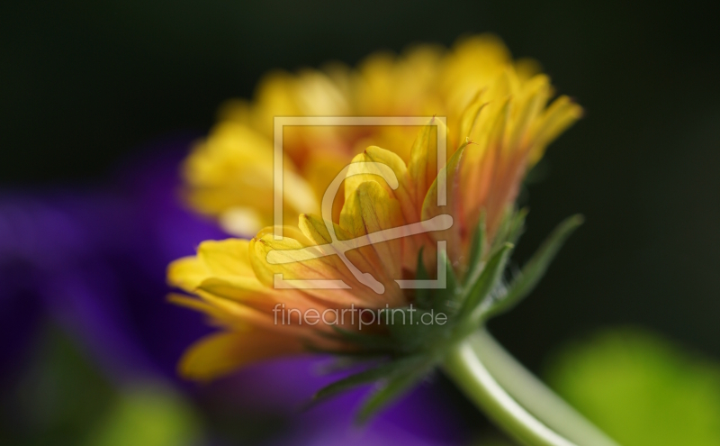 freely selectable image excerpt for your image on Door Foil