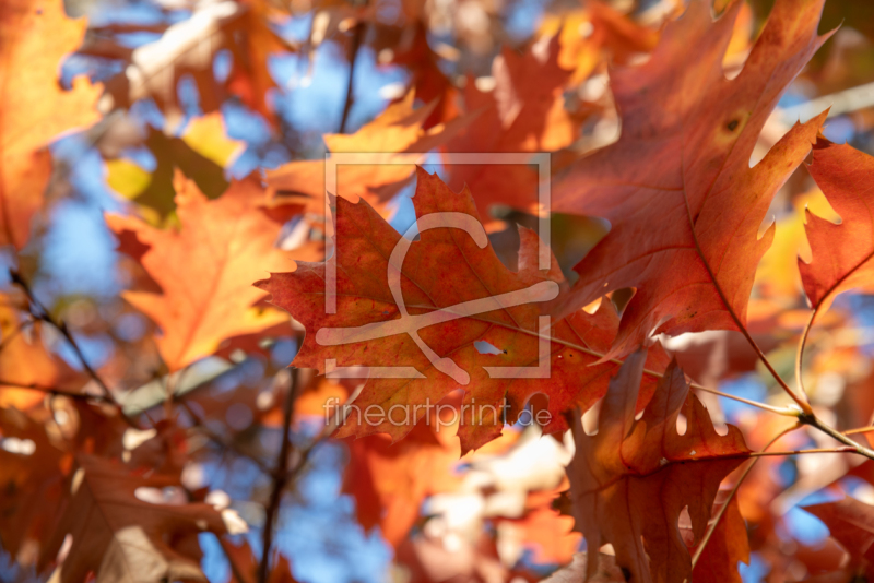 freely selectable image excerpt for your image on Door Foil