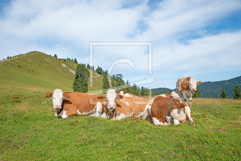 freely selectable image excerpt for your image on Door Foil