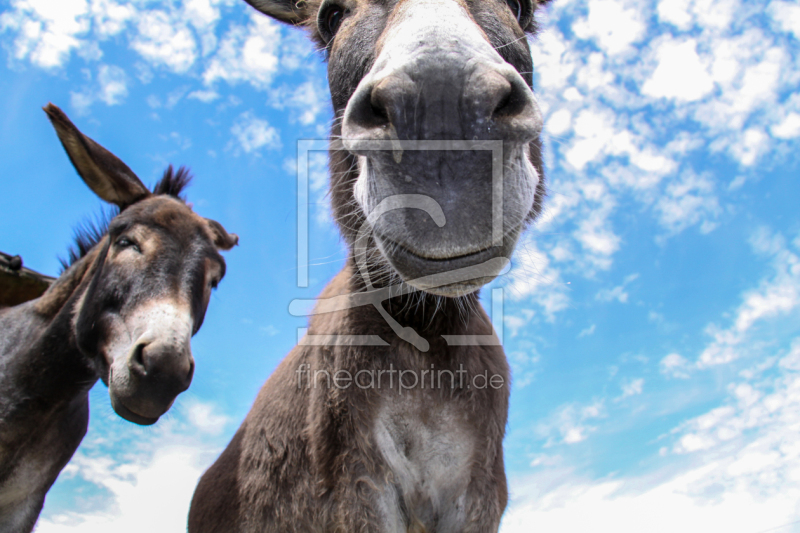 freely selectable image excerpt for your image on Door Foil