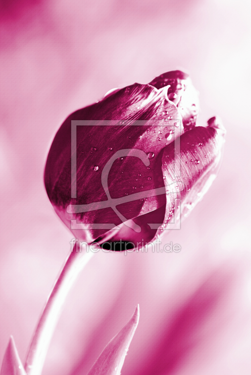 Bild-Nr.: 10020143 Tulpe erstellt von Atteloi