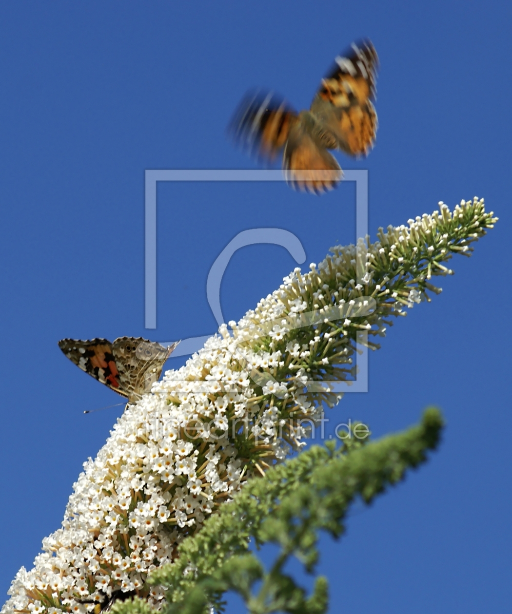 Bild-Nr.: 10071497 Beliebter Sommerflieder erstellt von youhaveadream