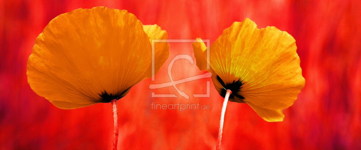 Bild-Nr.: 10129484 Mohnblumen erstellt von Atteloi