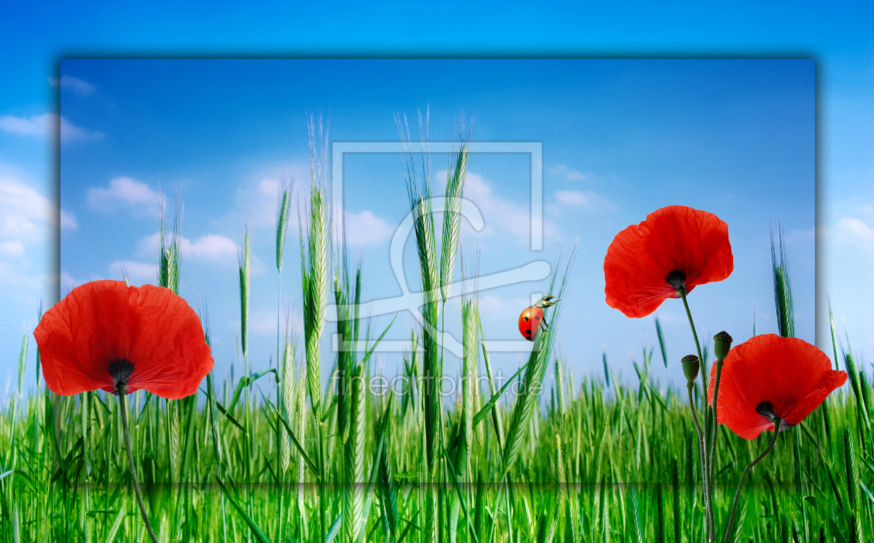 Bild-Nr.: 10397165 Mohnblumen erstellt von Atteloi