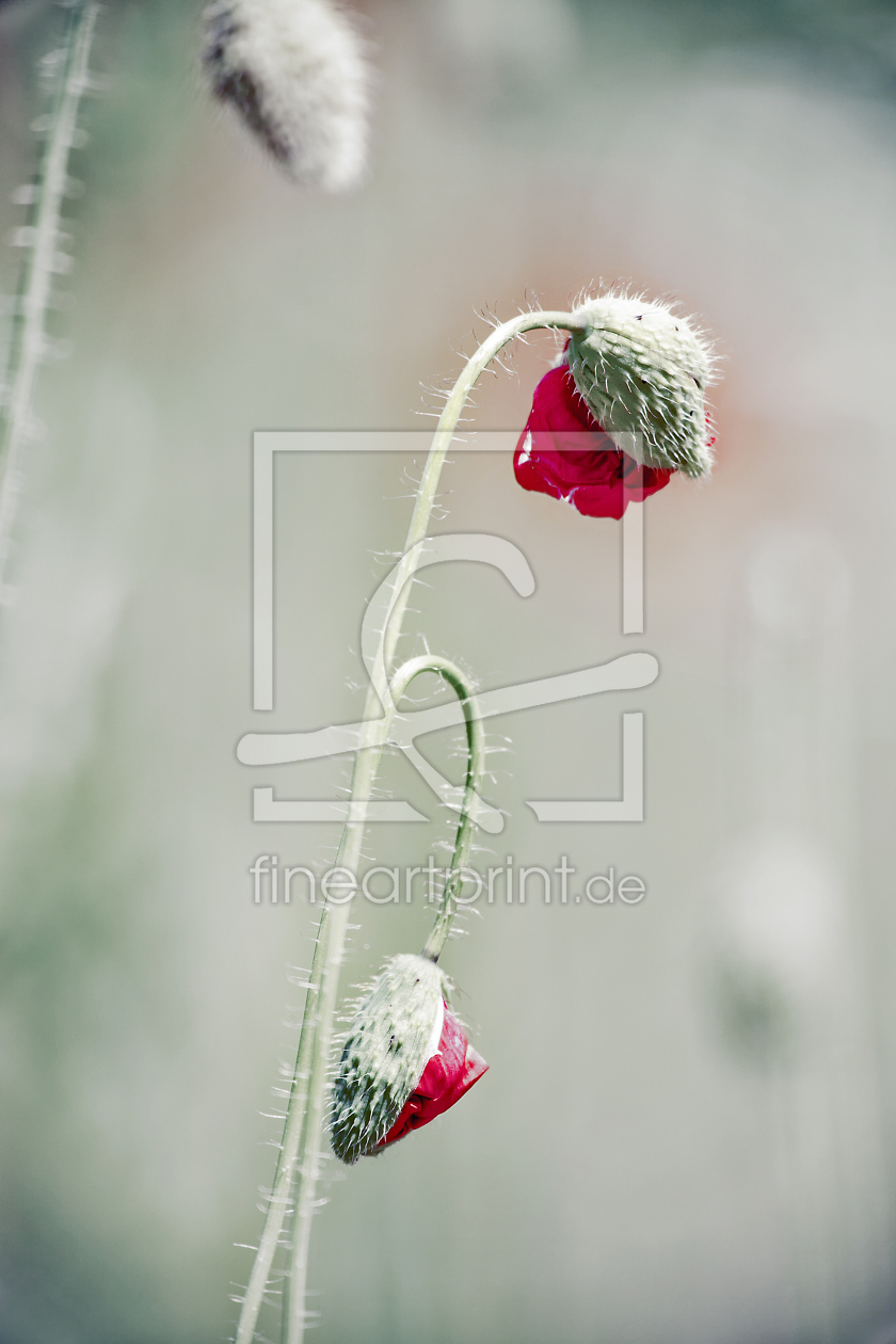 Bild-Nr.: 10543223 poppy : study IV erstellt von Timo Geble