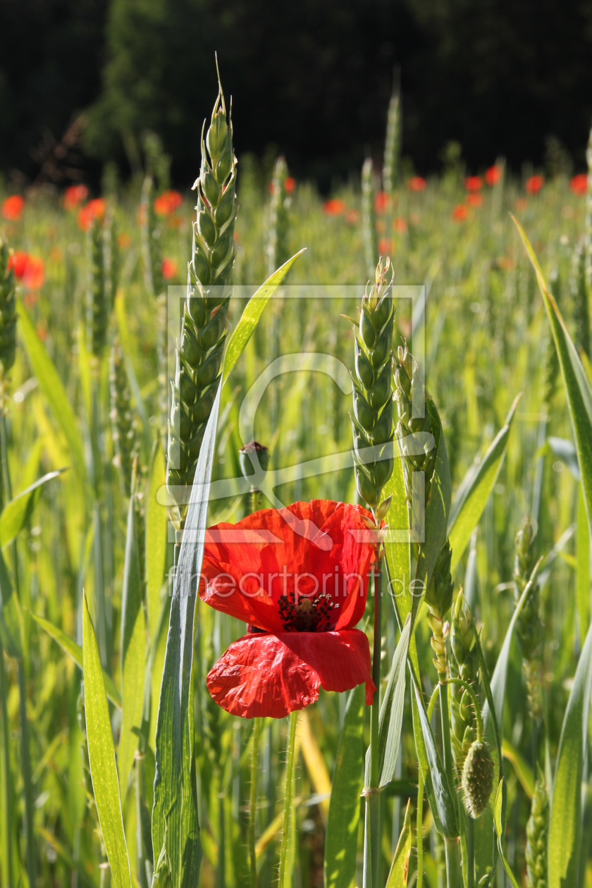 Bild-Nr.: 10612570 Mohn im Getreidefeld erstellt von SusaZoom