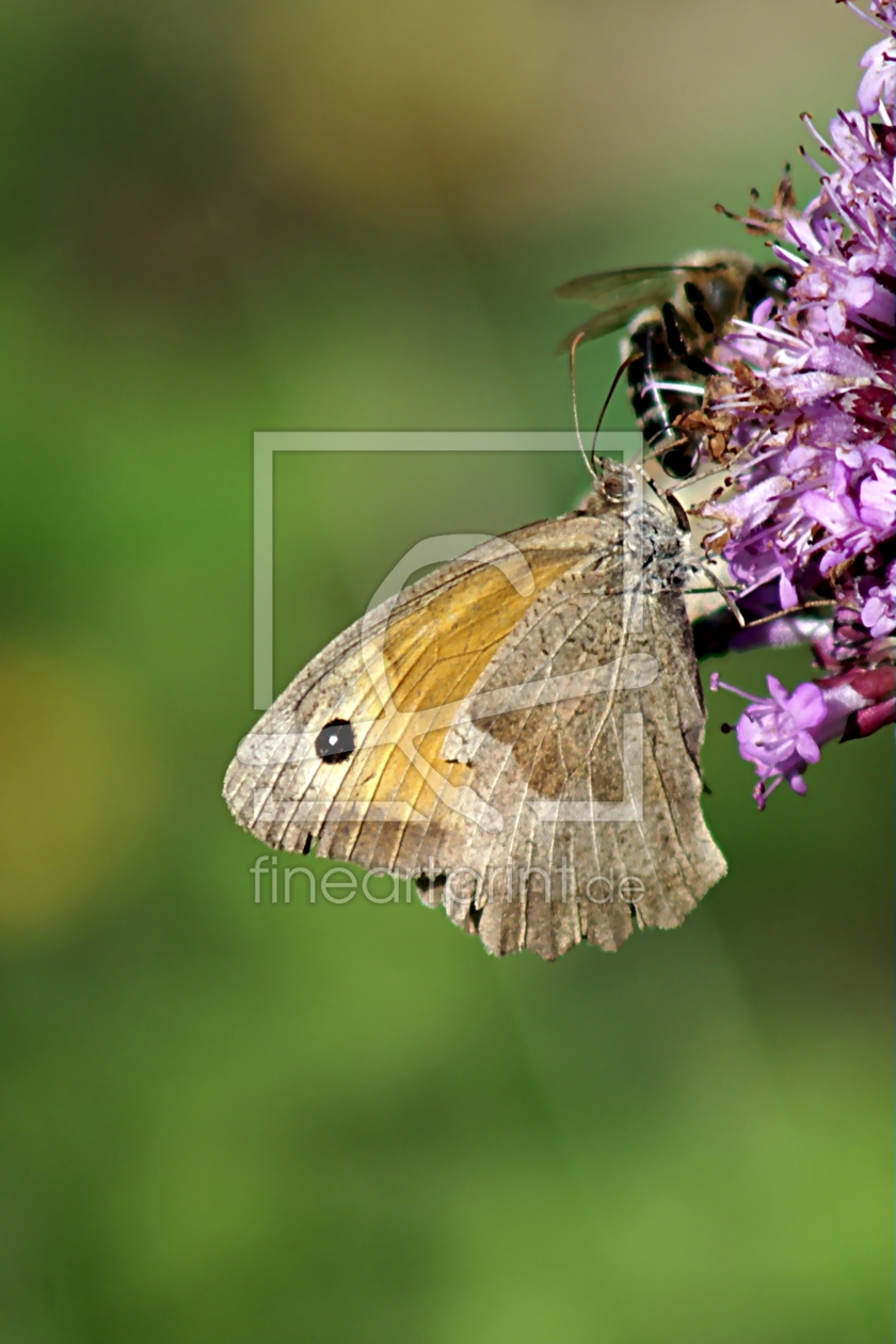 Bild-Nr.: 10627372 Butterfly erstellt von youhaveadream