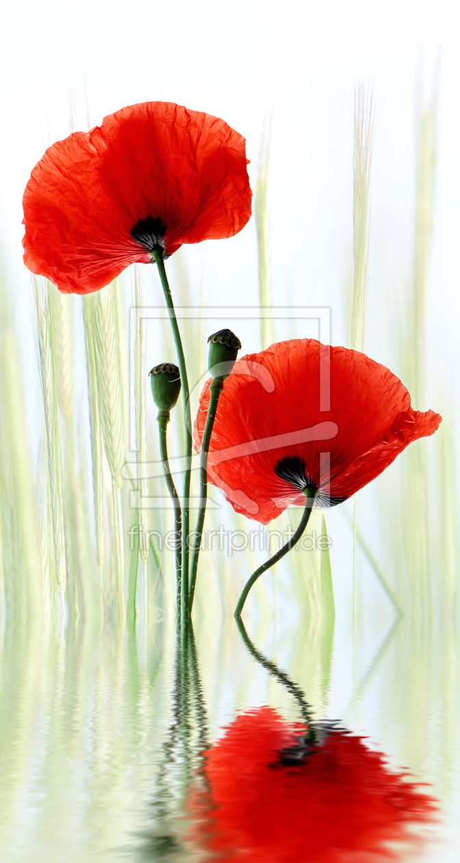 Bild-Nr.: 10677968 Mohnblume erstellt von Atteloi