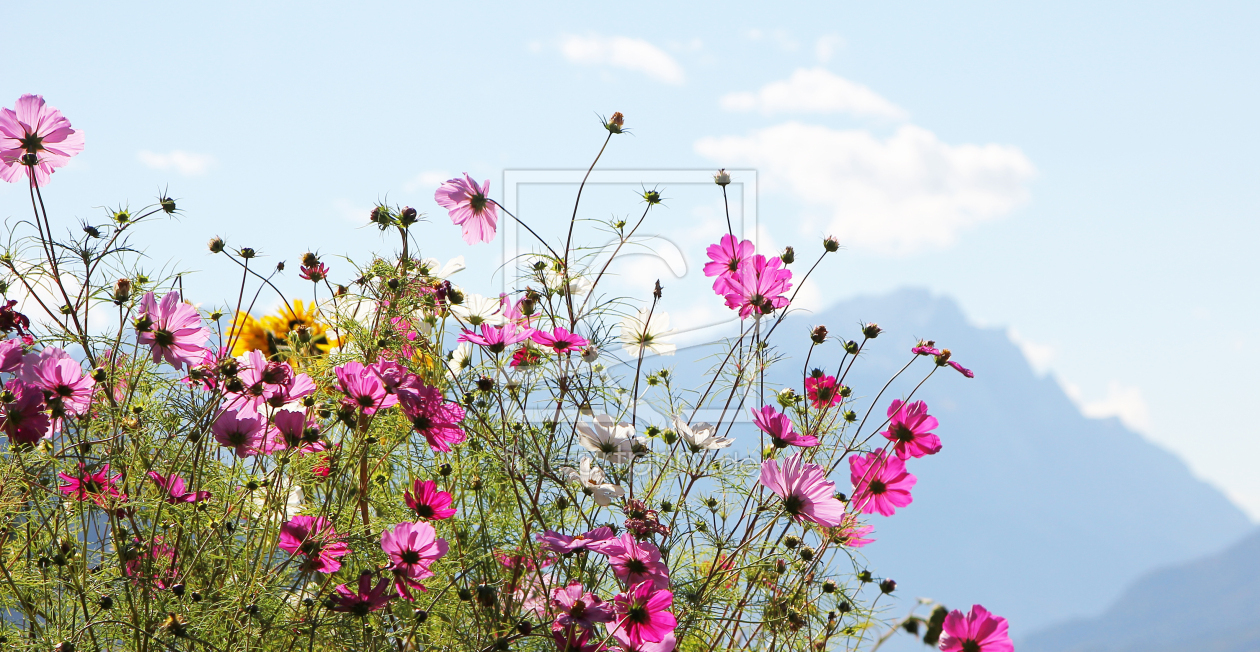 Bild-Nr.: 10684508 Cosmea und Zugspitze erstellt von SusaZoom