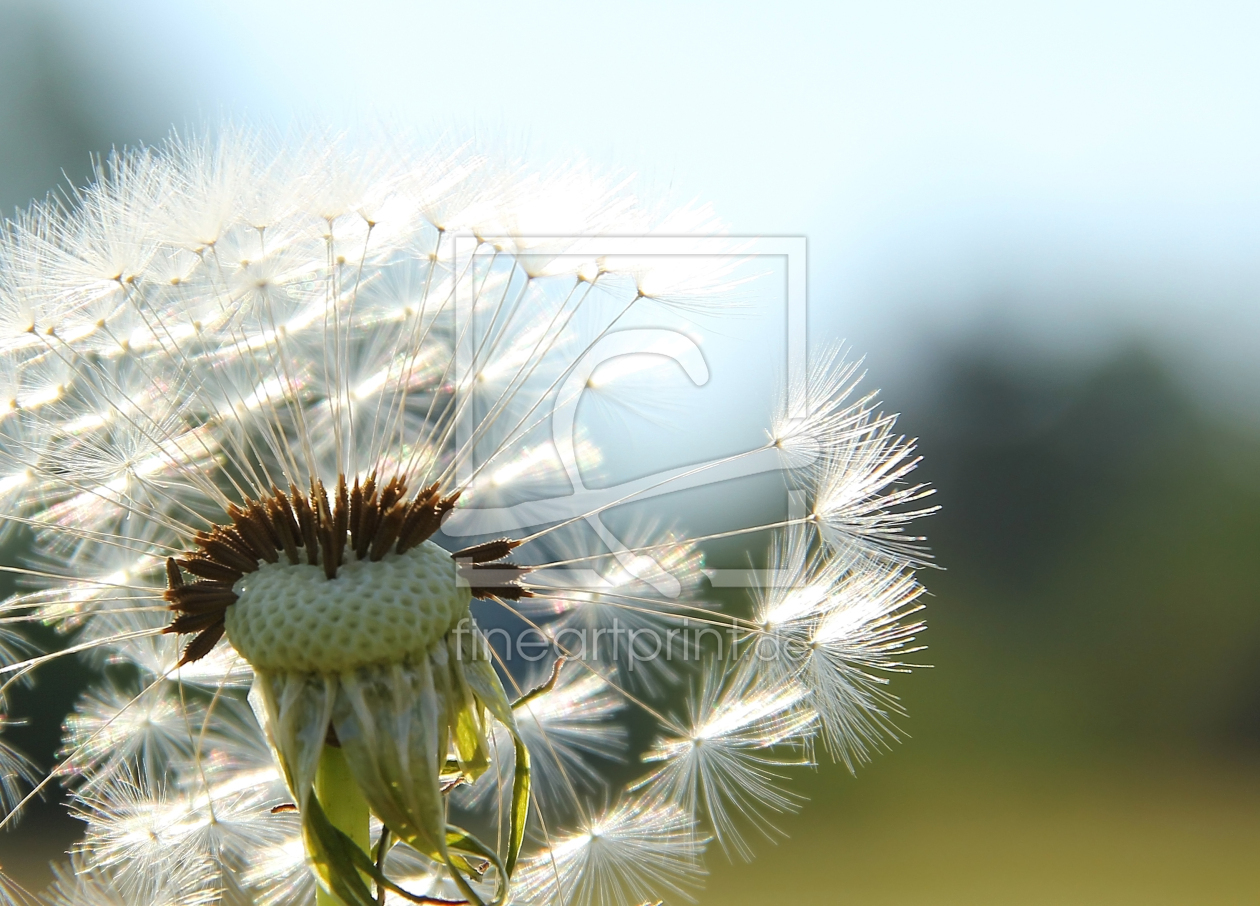 Bild-Nr.: 10722341 Pusteblume erstellt von SusaZoom