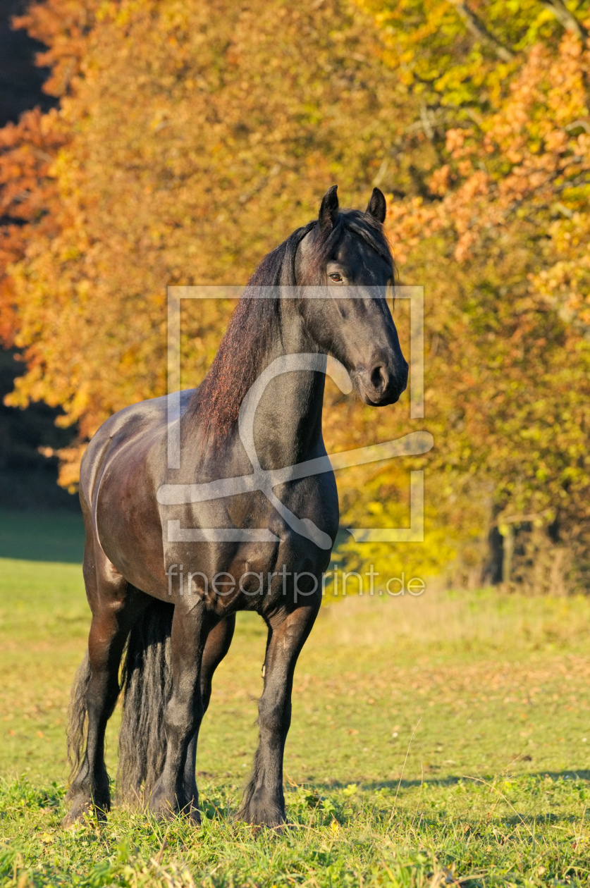 Bild-Nr.: 10731911 Friese im Herbst erstellt von Martina Grebler