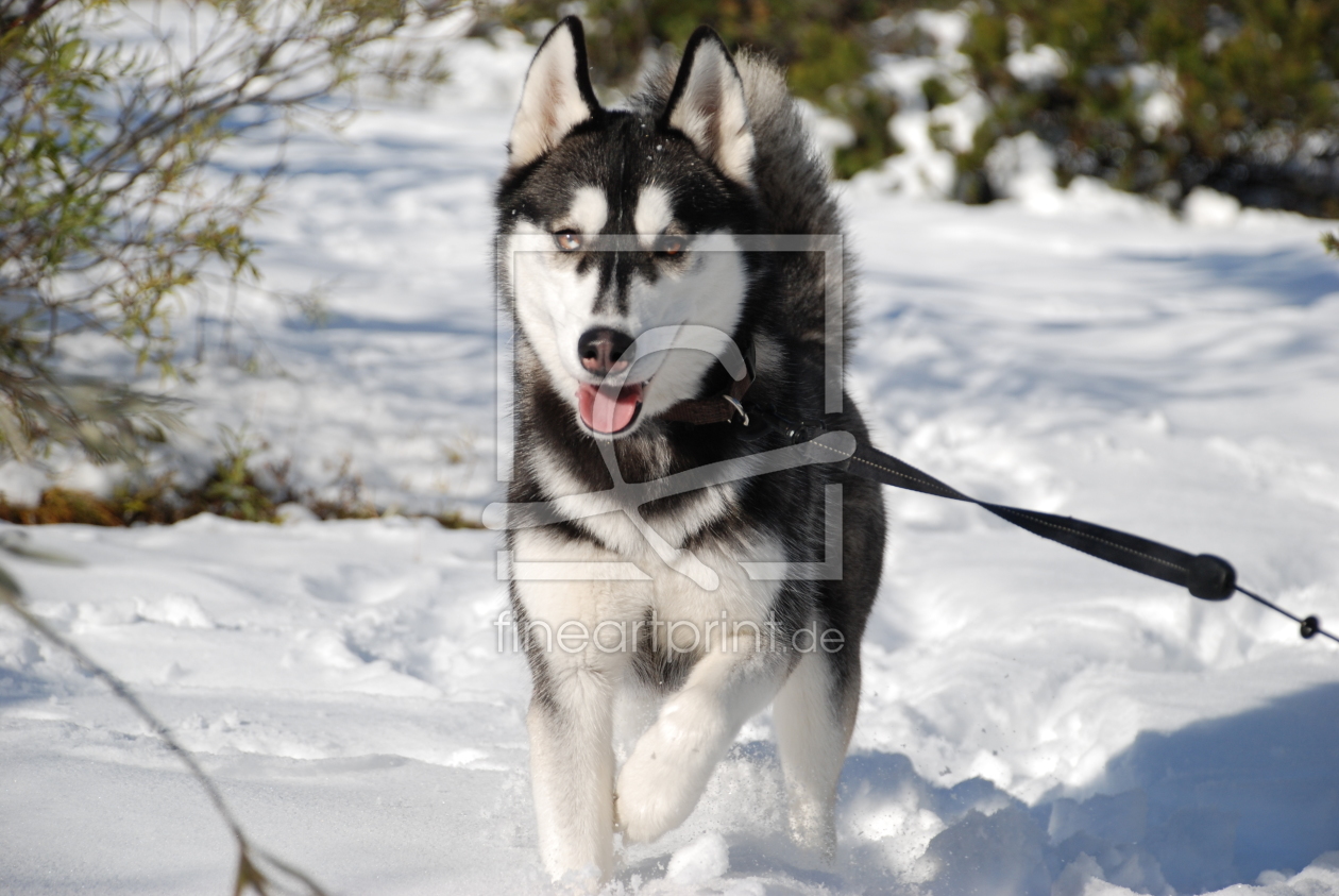 Bild-Nr.: 10760277 Husky 4 erstellt von Freethinker