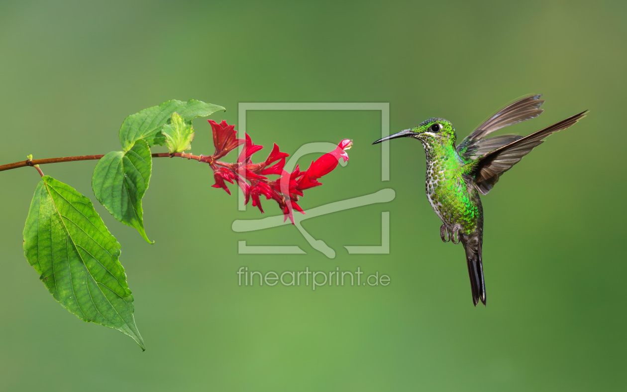 Bild-Nr.: 10815667 Grünstirn-Brillantkolibri erstellt von Jalil