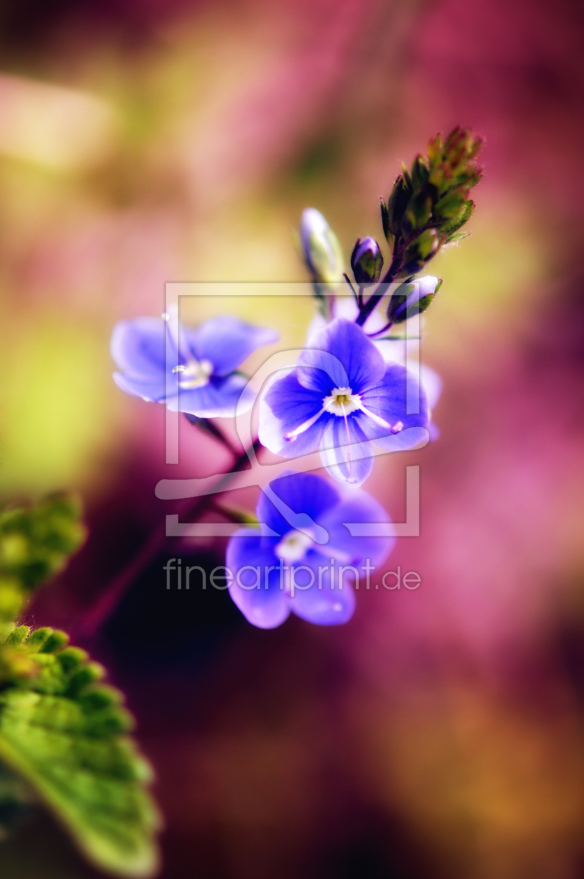 Bild-Nr.: 10817287 Color My Soul erstellt von r3novatio
