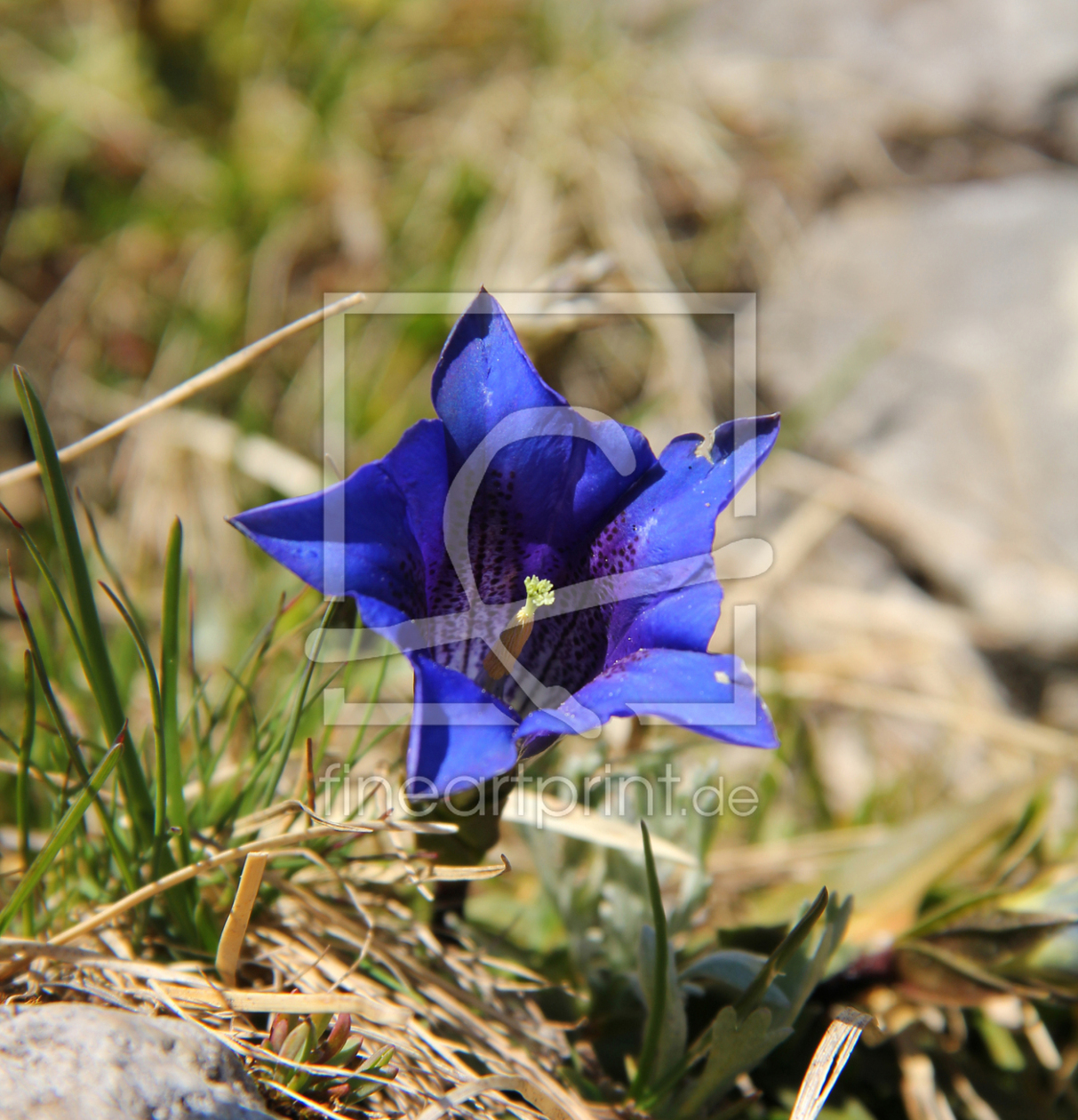 Bild-Nr.: 10859270 Alpenenzian erstellt von SusaZoom