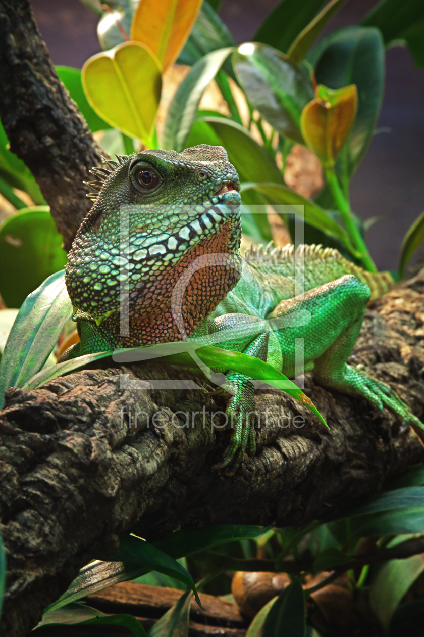 Bild-Nr.: 10887484 Wasseragame ,Rot / Grün  erstellt von FotoRaBe