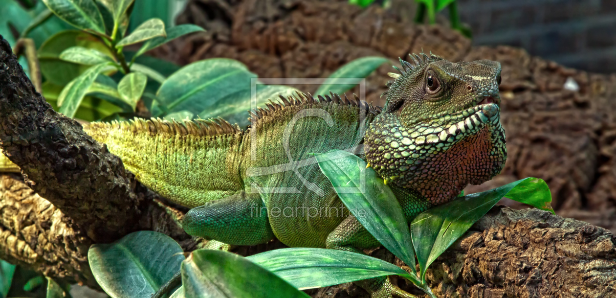 Bild-Nr.: 10887486 Echse Eidechse Wasseragame erstellt von FotoRaBe