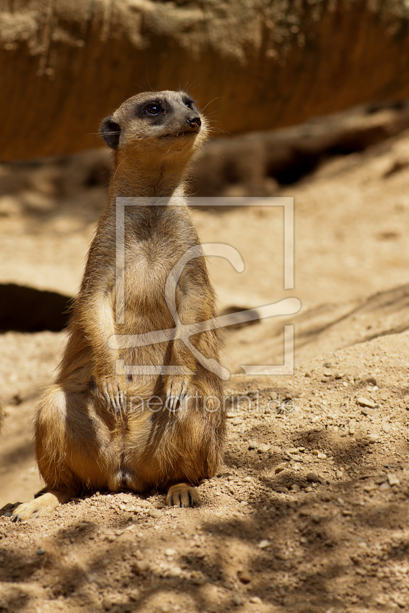 Bild-Nr.: 10897364 Erdmännchen  sitzend erstellt von FotoRaBe