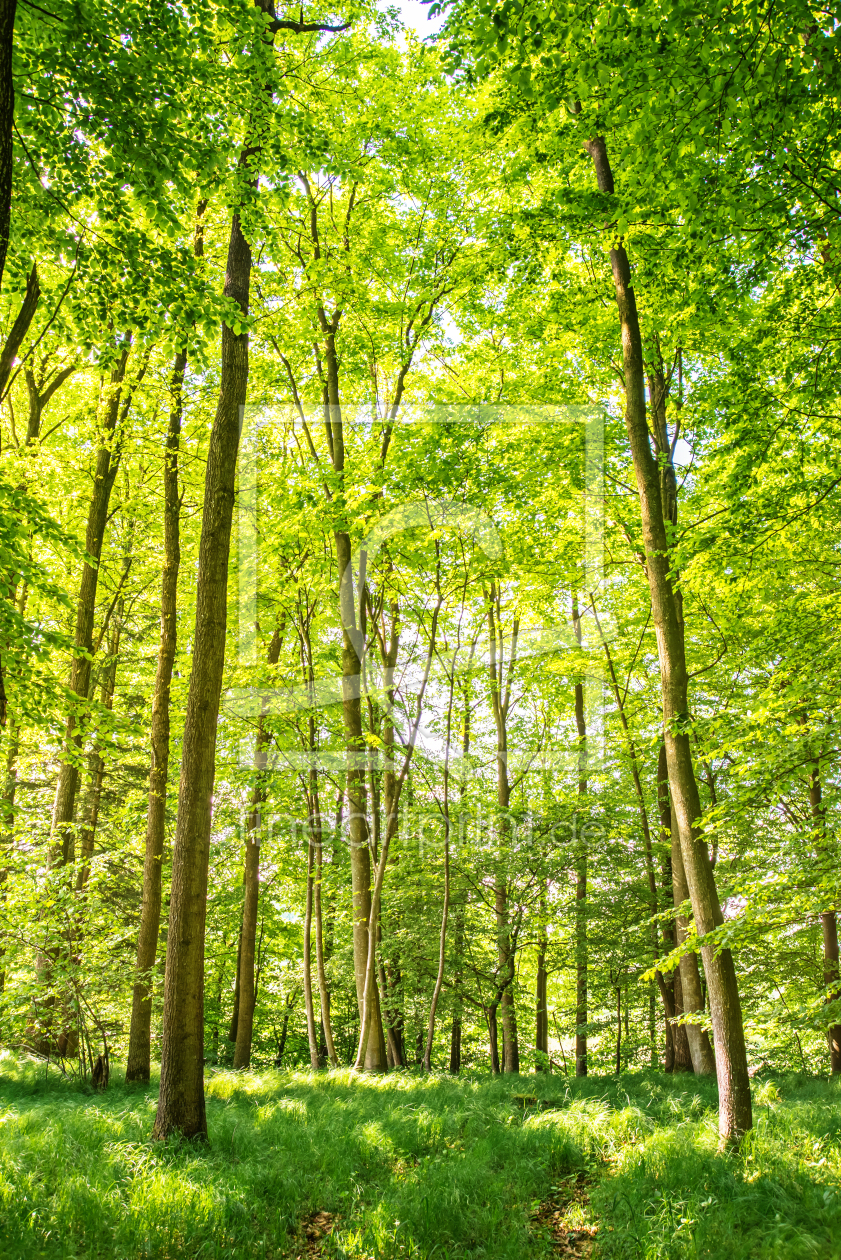 Bild-Nr.: 10947131 Frühlingstag im Laubwald erstellt von ReichderNatur