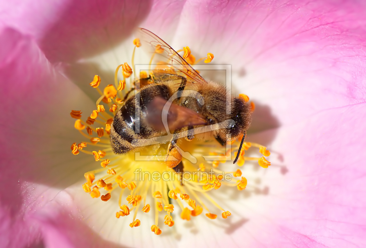 Bild-Nr.: 10949003 Honey erstellt von youhaveadream