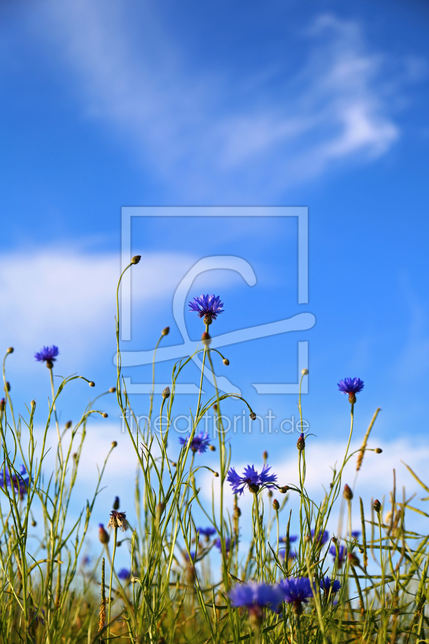 Bild-Nr.: 10955119 Blau im FELD erstellt von Ursula Reins