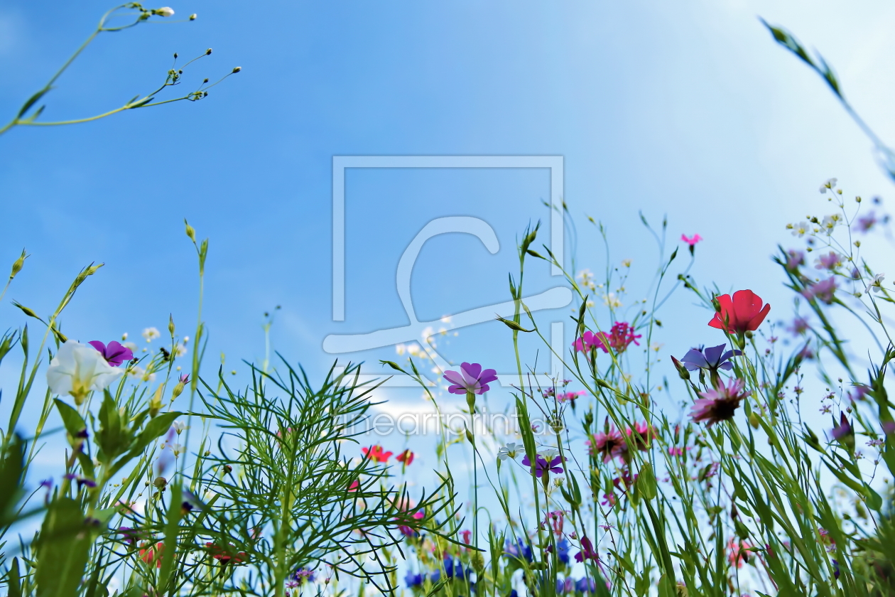 Bild-Nr.: 10992566 Blumenwiese erstellt von fotoping