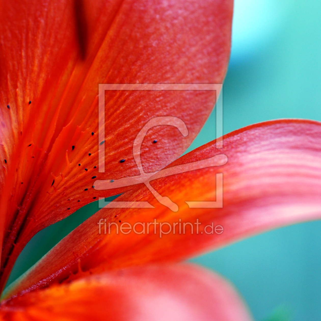 Bild-Nr.: 11006670 blue lily erstellt von aliasemma