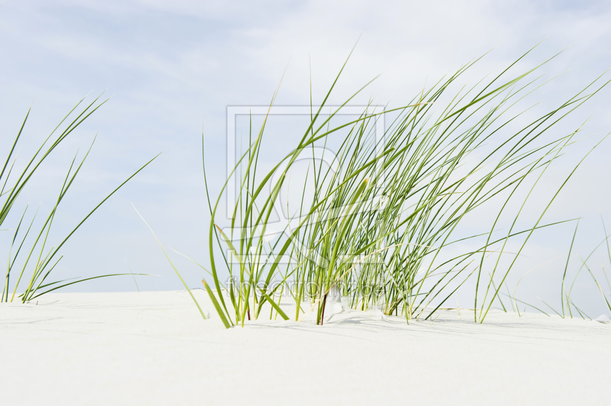 Bild-Nr.: 11017604 Strandhafer quer erstellt von danielschoenen