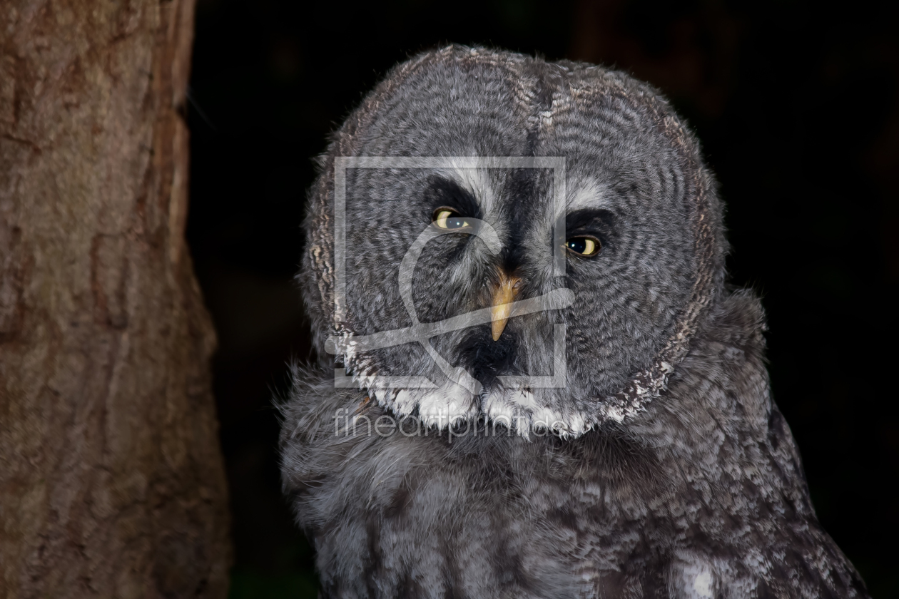 Bild-Nr.: 11034781 EULE erstellt von FotoRaBe